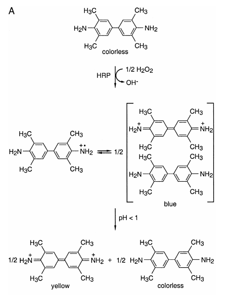 辣根过氧化物酶催化氧化3,3',5,5' -四甲基联苯胺