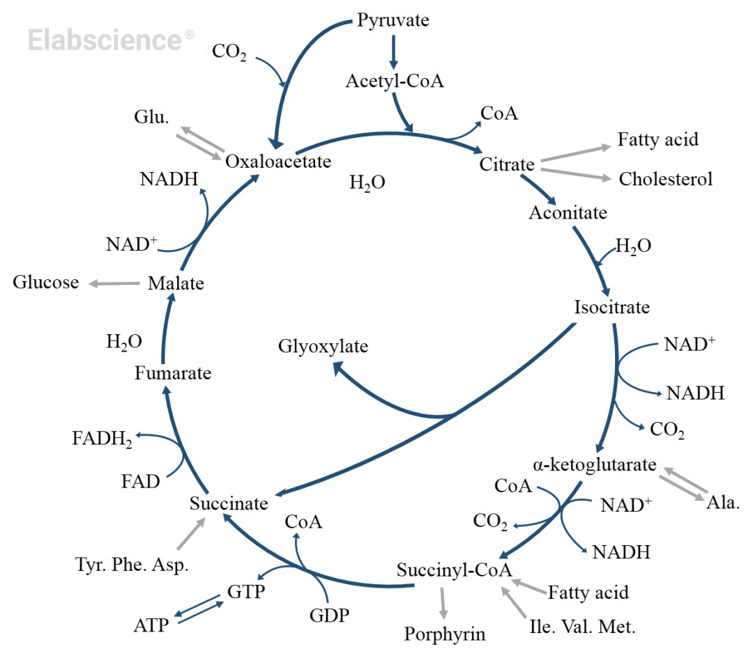 三羧酸循环