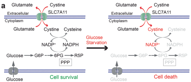 胱氨酸代谢和葡萄糖衍生磷酸戊糖通路(PPP)代谢