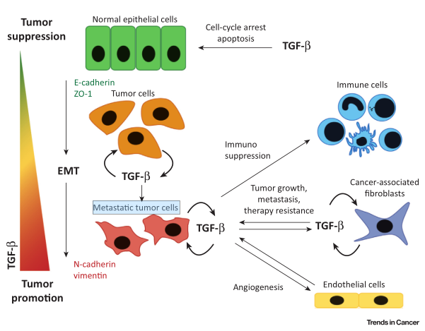 TGF-β对（非）癌细胞和微环境细胞的调控