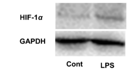 WB炎症巨噬细胞经LPS诱导后，胞内HIF-1α的表达量