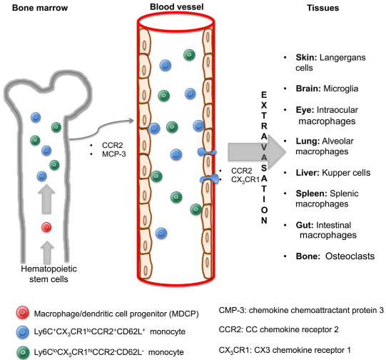 小鼠巨噬细胞分化模型