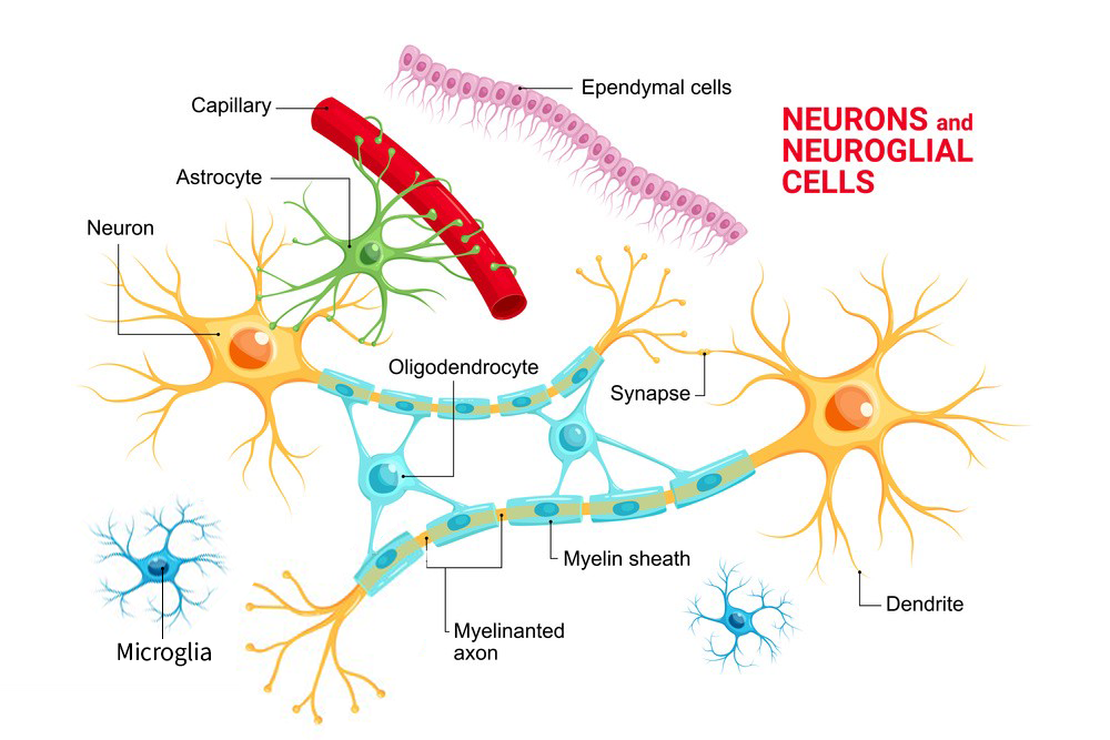 Neuroinflammatory Responses Involve Neuroglia Cell