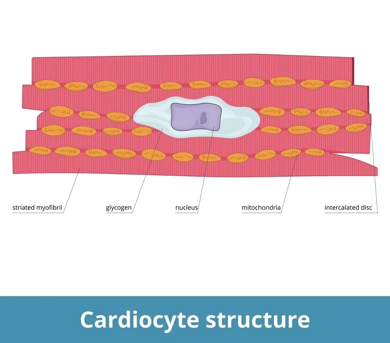 心肌细胞结构图