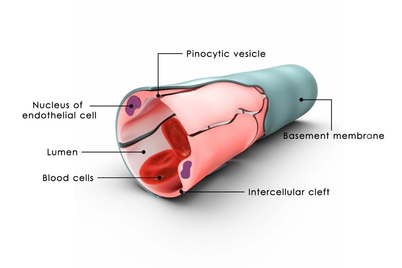 内皮细胞的位置示意图