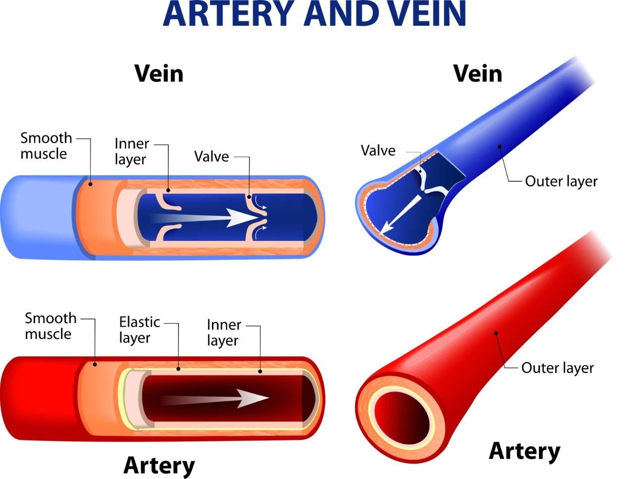 动脉和静脉的结构示意图