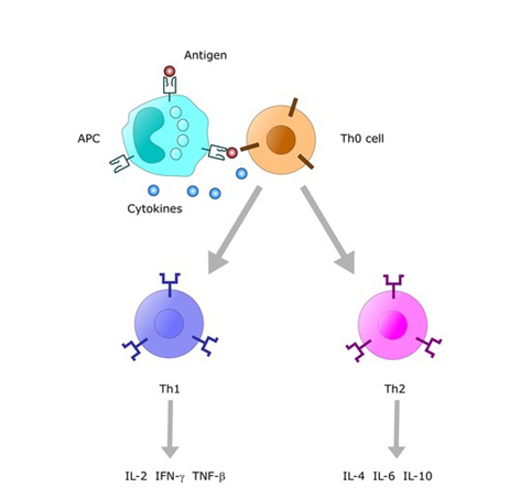 Th1/Th2细胞及其分泌的细胞因子