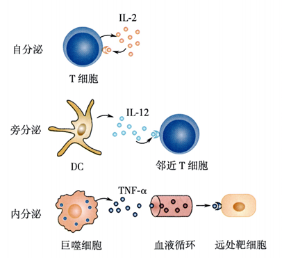 细胞因子发挥作用的三种方式