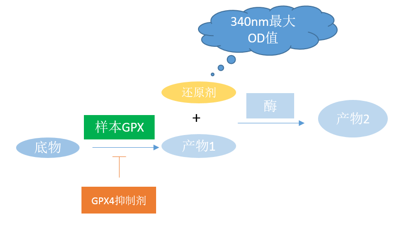 GPX4检测原理图