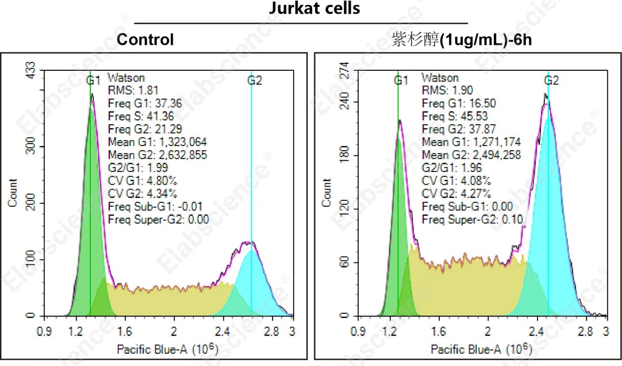 Jurkat细胞转染EGFP空载质粒后，使用紫杉醇诱导6 h，收取细胞