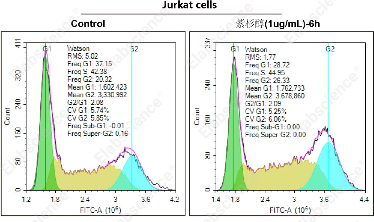 Jurkat细胞转染mCherry空载质粒后，使用紫杉醇诱导6h，收取细胞