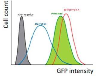 GFP强度因营养饥饿降低，而自噬或溶酶体抑制剂则增强GFP强度