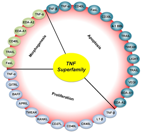 TNF超家族中不同成员的功能分类