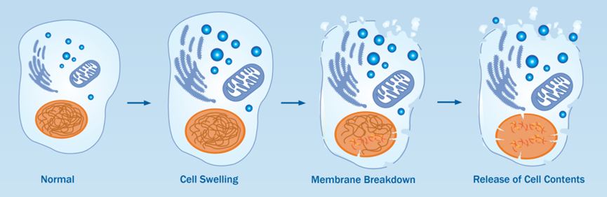 坏死性凋亡的进程：正常细胞-细胞肿胀-细胞膜分解-释放细胞内容物