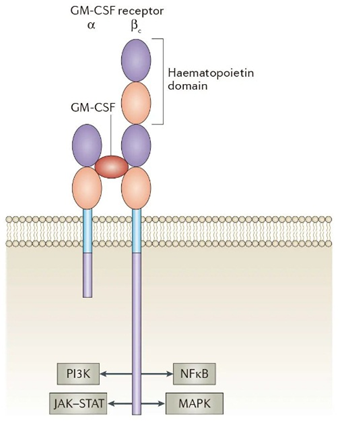 GM-CSF受体结构图