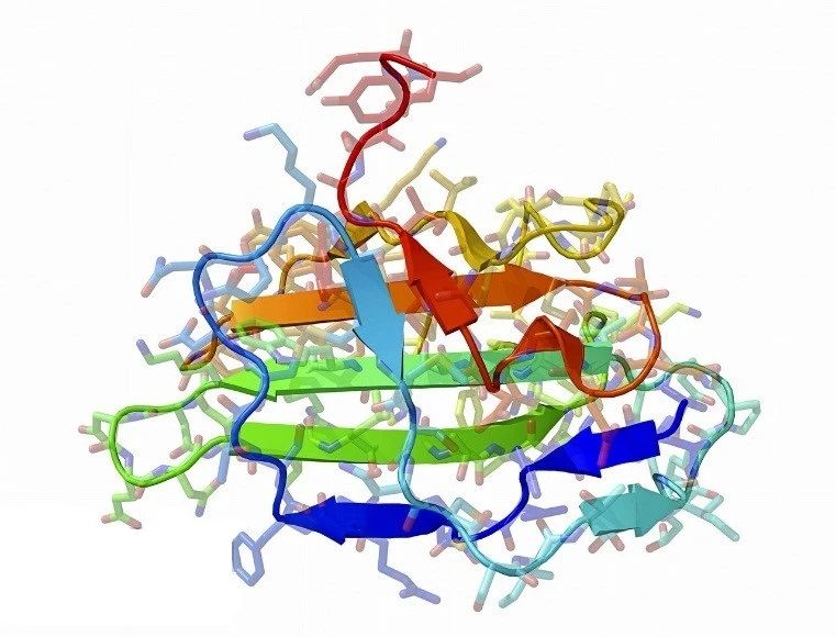 转化生长因子-β分子结构示意图