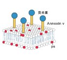 Annexin V系列凋亡检测试剂盒
