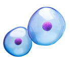 细胞增殖和毒性检测系列试剂盒