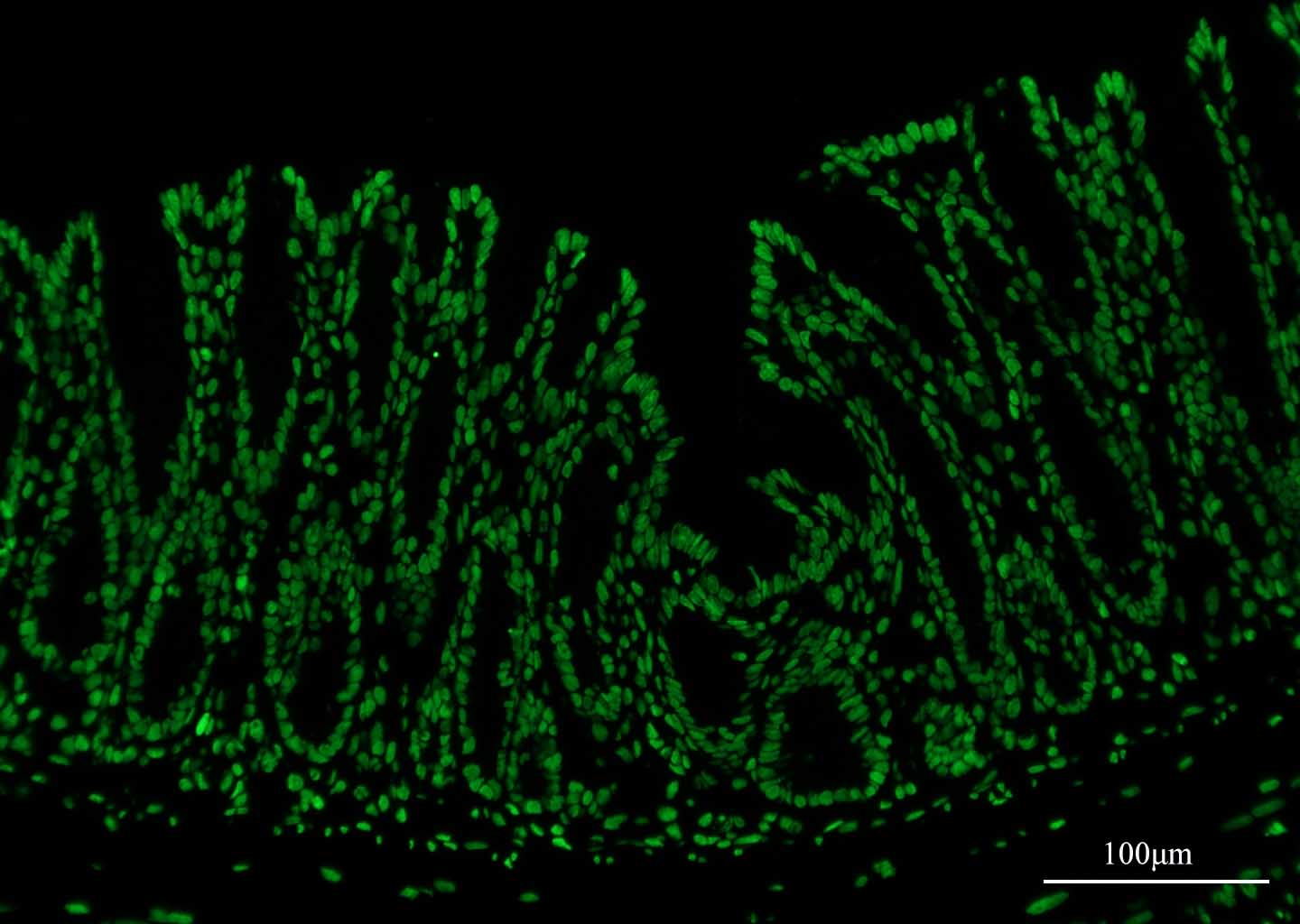 Paraffin embedded mouse intestinal tissue was treated with DNase I to fragment the DNA. DNA strand breaks showed intense fluorescent staining in DNase I treated sample(Green)