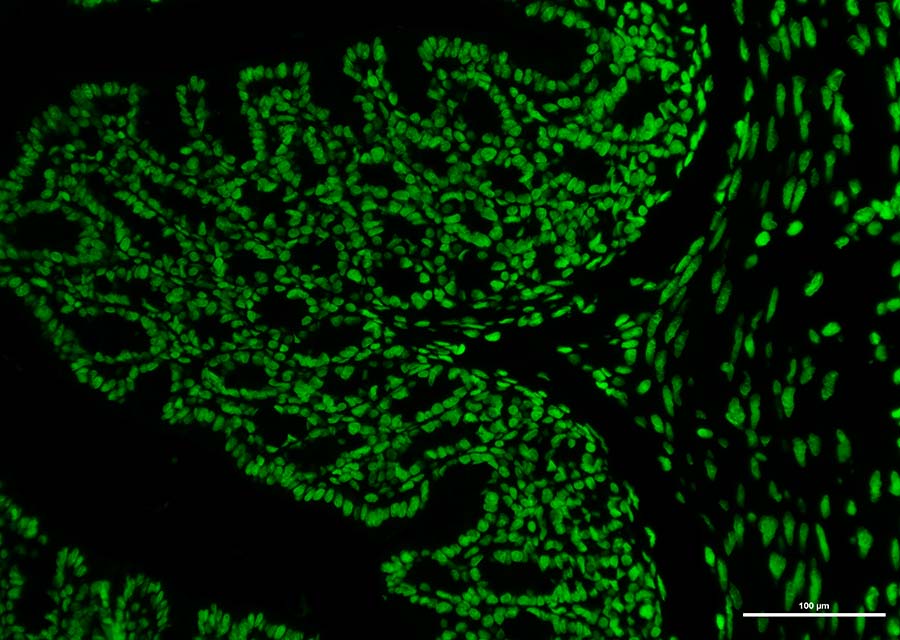 Paraffin embedded mouse colon was treated with DNase I to fragment the DNA. DNA strand breaks showed intense fluorescent staining in DNase I treated sample(Green)