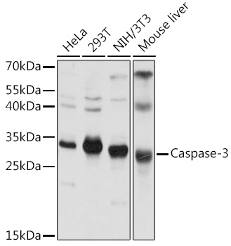 /image/antibody/ED/E-AB-60017-IF01.jpg