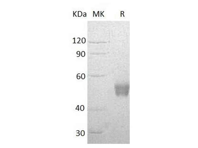 Recombinant Human NCR3/NKp30/CD337 Protein(C-Fc)-Elabscience